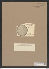 Stictodiscus sp. (de-Toni-Nr.: Genus 205) Zeichnungen Sammlung Grunow Nr. 9065 (NHMW-BOT-W0378811)